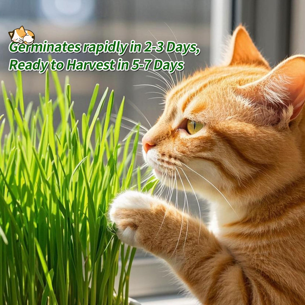 Cat Grass Kit with Organic Seeds Mix and Hydroponic Sprout Tray C362452