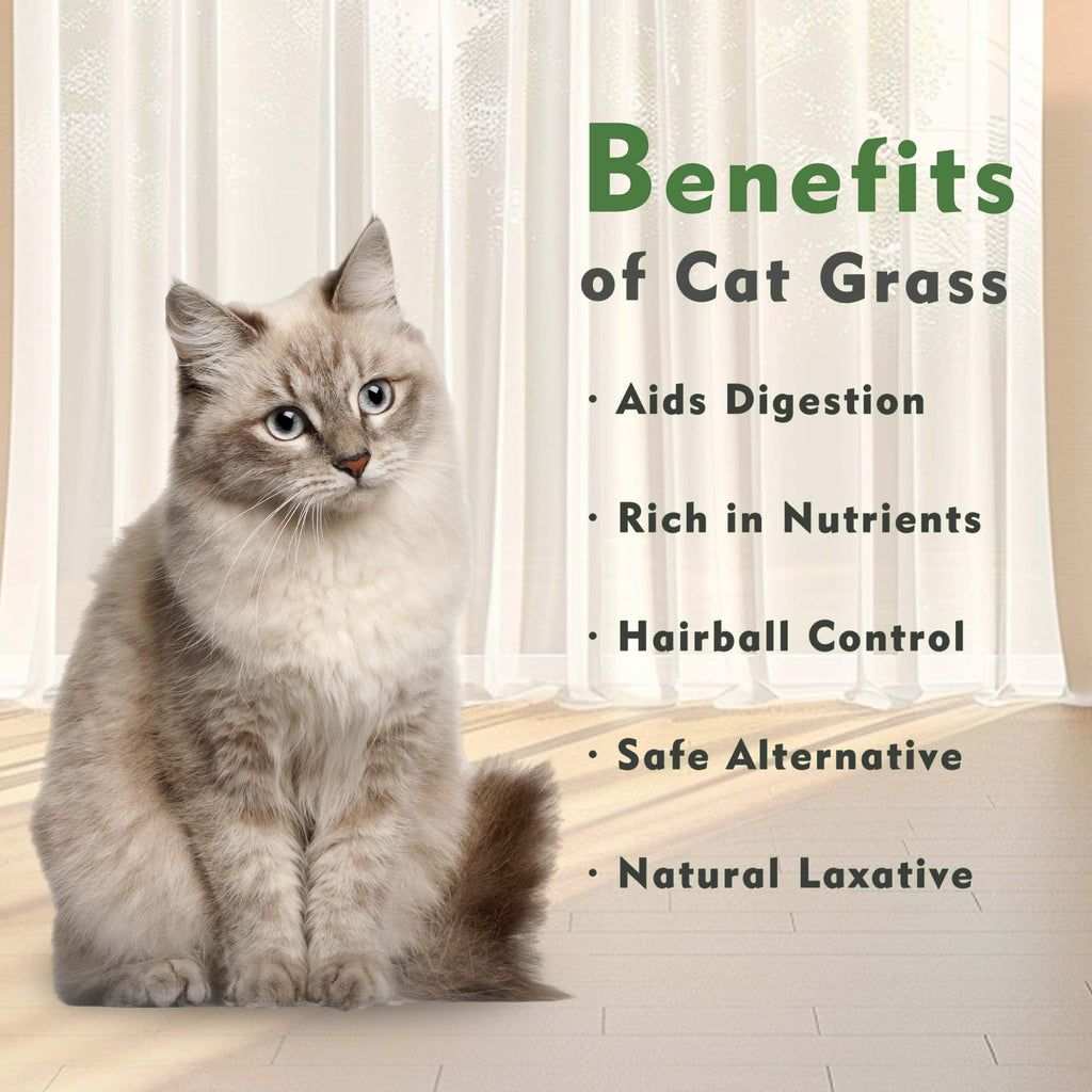 Cat Grass Kit with Organic Seeds Mix and Hydroponic Sprout Tray C362452