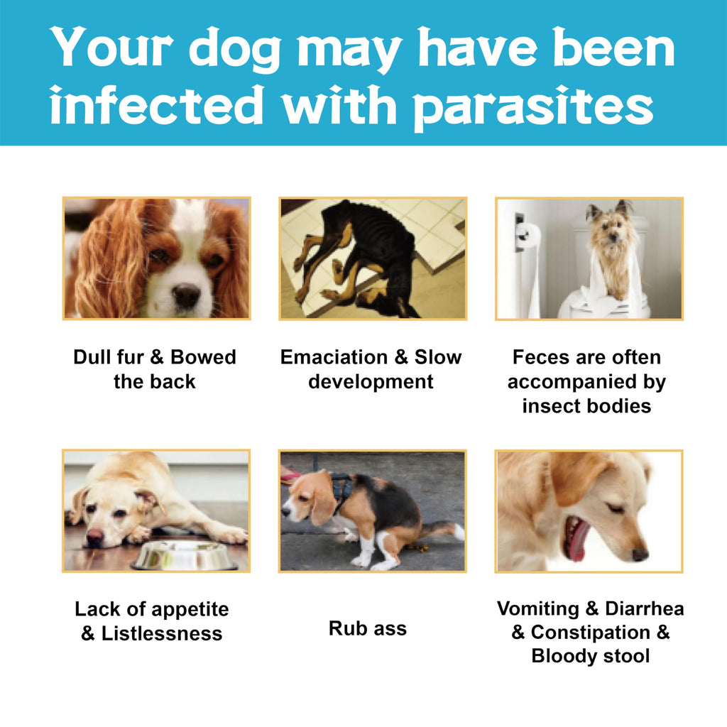 Flea and Tick Prevention for Dogs 6 Doses T824030